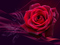 پوستر گل رز برای روز ولنتاین