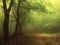 طبیعت جنگل مه آلود