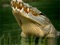 والپیپر جالب و زیبا از تمساح