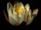 عکس گل لیلیوم زیبا باطراوت