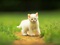 عکس بچه گربه سفید