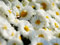 تصویر پس زمینه گلهای بابونه سفید