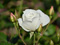 عکس شاخه گل رز سفید زیبا