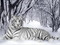 ببر بنگال سفید در برف زمستان