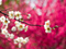 شکوفه های بهاری گیلاس