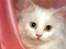 پوستر گربه سفید ایرانی