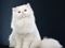 گربه ایرانی سفید پشمالو