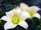 عکس گل لیلیوم سفید زیبا