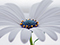 عکس گل استئوس پرموم