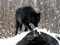 عکس نگاه گرگ سیاه در زمستان