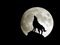 زوزه گرگ در شب مهتابی