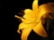 گل لیلیوم زرد بسیار زیبا