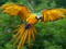 طوطی زرد در حال پرواز