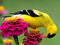 عکس پرنده زرد روی گل بنفش