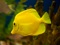 ماهی آکواریومی زرد