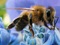 پرواز زنبور عسل