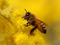 عکس زنبور عسل روی گل زرد