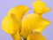 گل شیپوری زرد