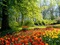 طبیعت بهار و گلهای لاله