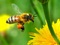 جمع آوری شهد گل زنبور عسل