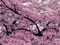 شکوفه بهاری درخت هلو