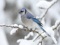 عکس زیبای پرنده در زمستان