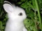 نازترین بچه خرگوش سفید جهان
