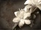 والپیپر گل ارکیده سفید