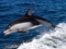 عکس پرش دلفین سیاه