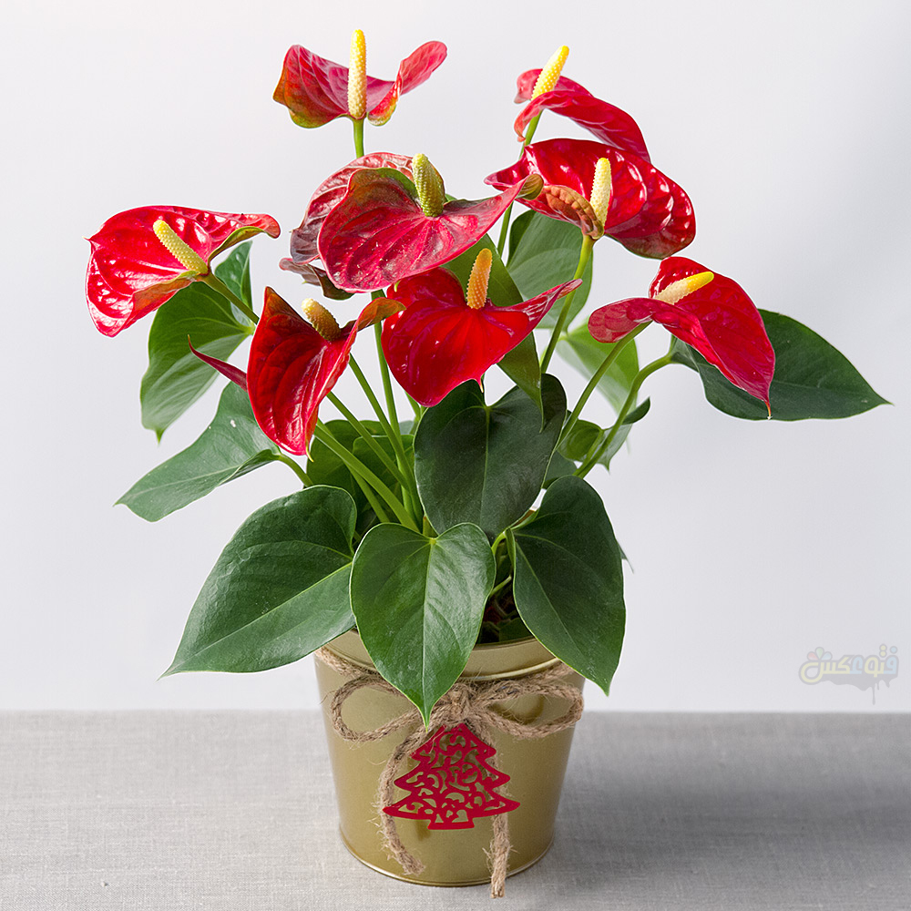 عکس گلدان گل آنتوریوم قرمز بسیار زیبا
