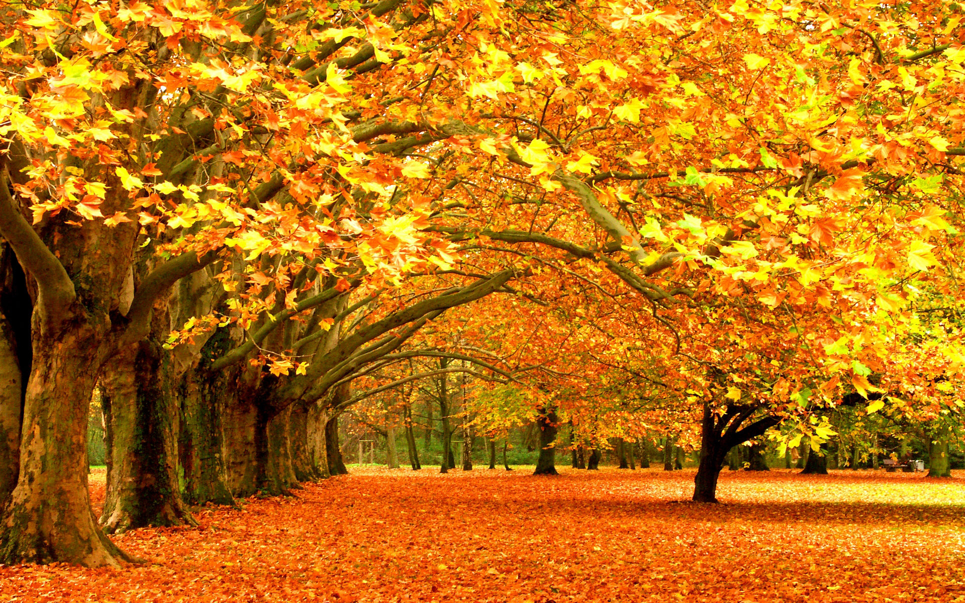 زیباترین عکسهای فصل پاییز