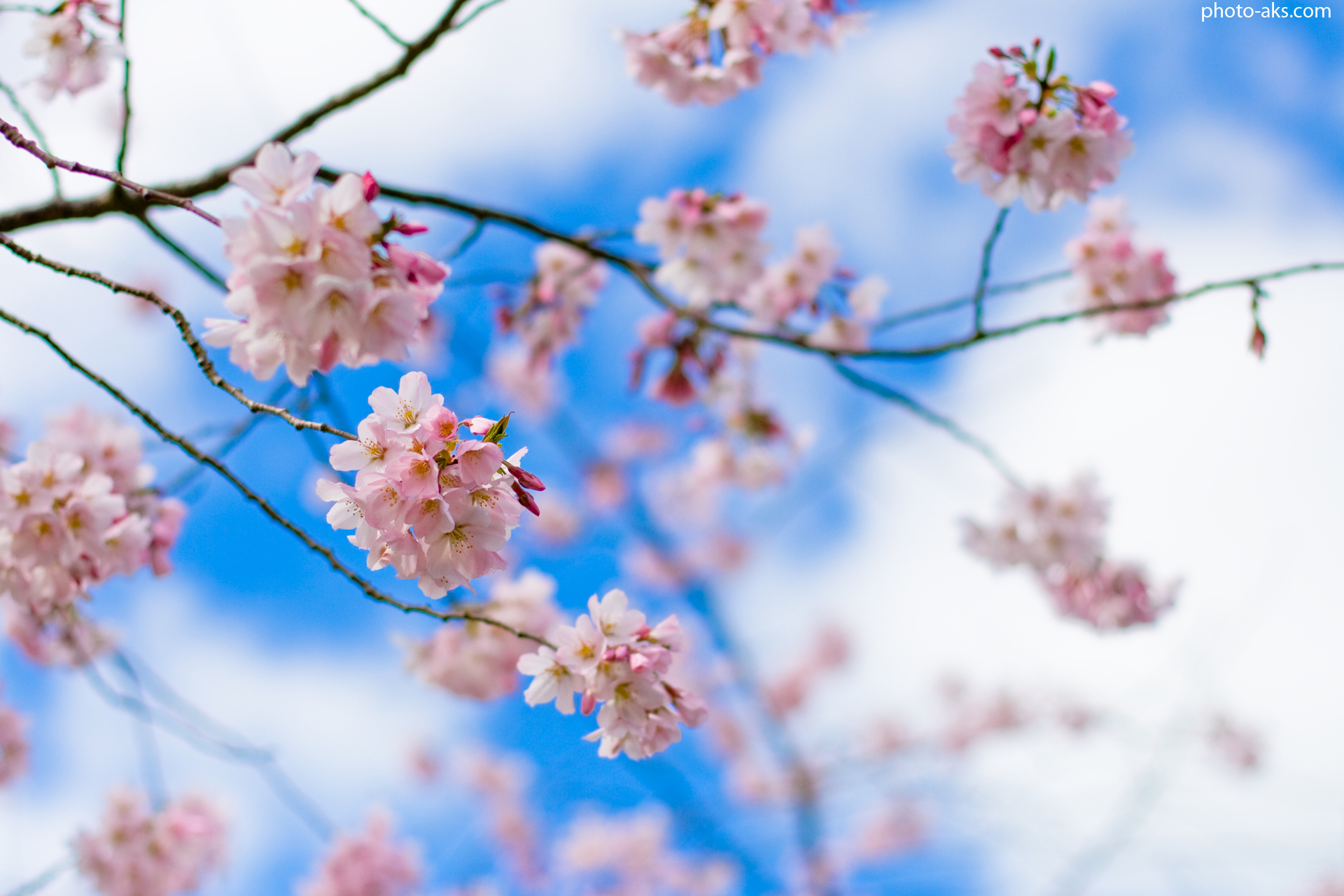 زیباترین عکس ها از فصل بهار