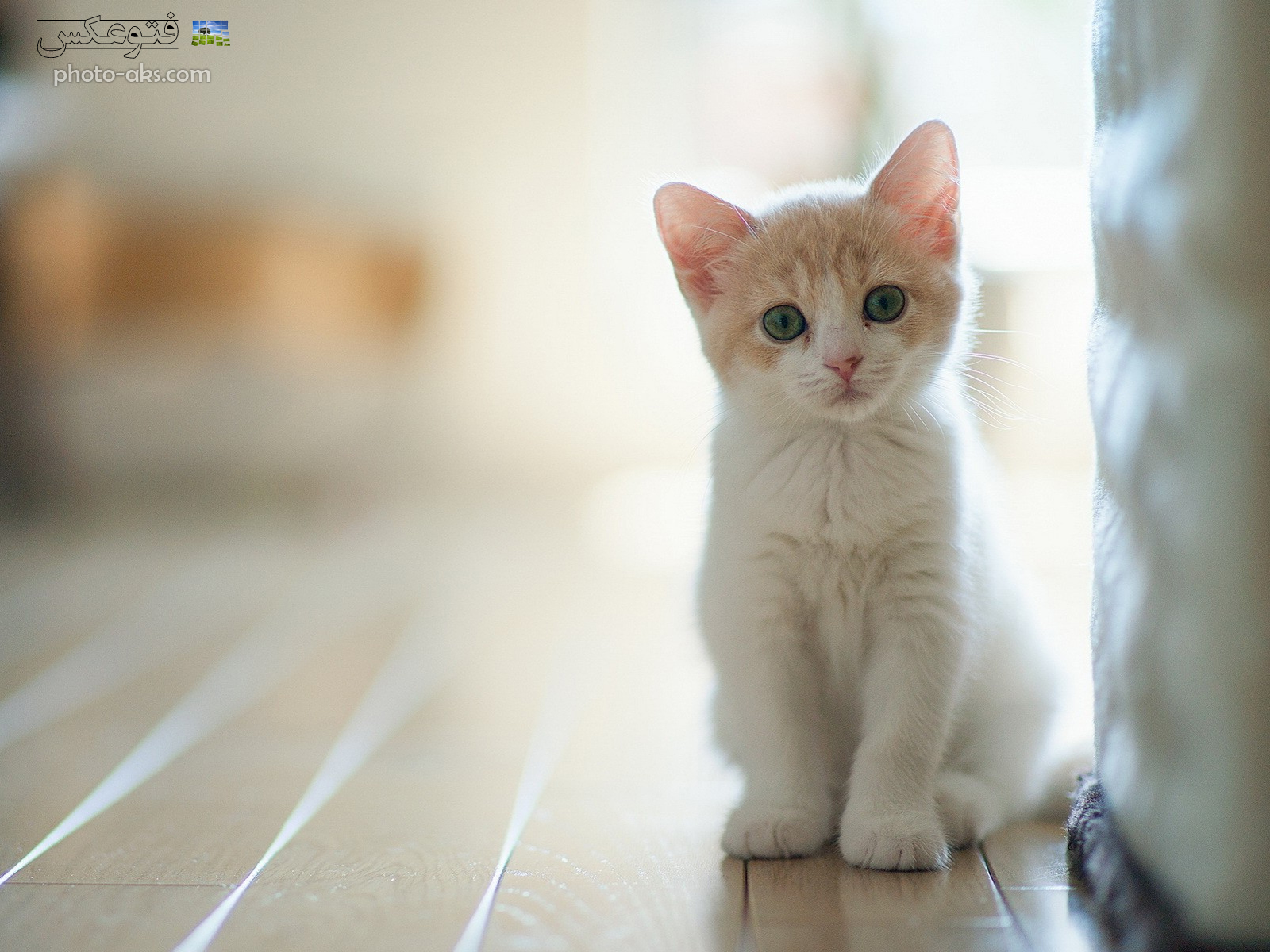 عکس بچه گربه ملوس