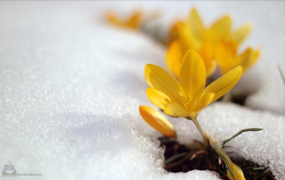 عکس گل یخ زرد رنگ رویده میان برف زمستانی
