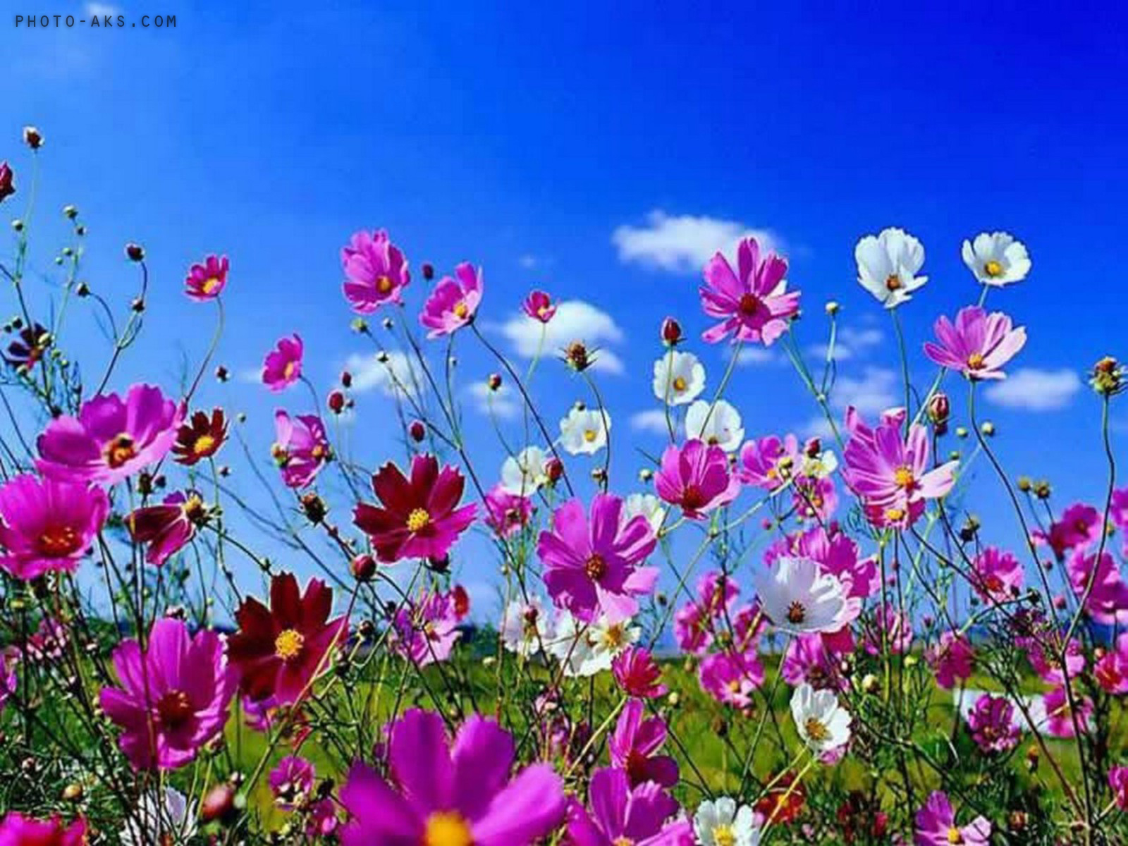 [عکس: spring-flower.jpg]