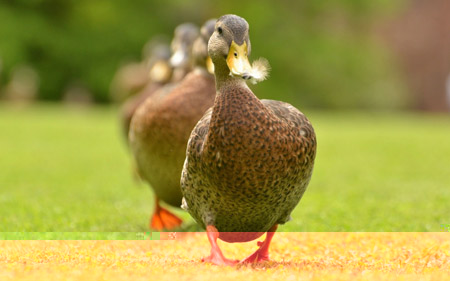 عکس رژه اردک ها 4k duck wallpaper