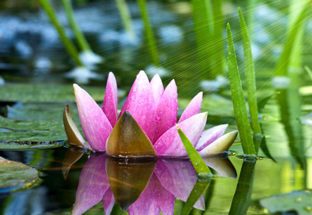 تصویر گل زیبای روی آب 4k water lily