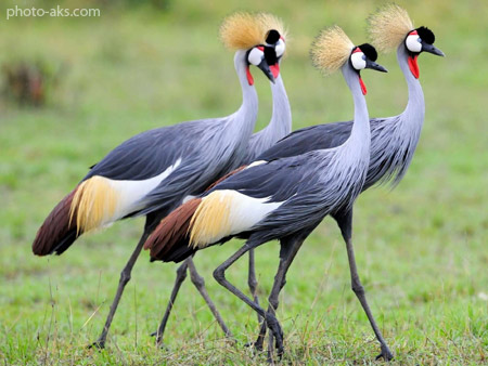 لک لک های تاج دار خاکستری grey crowned stork