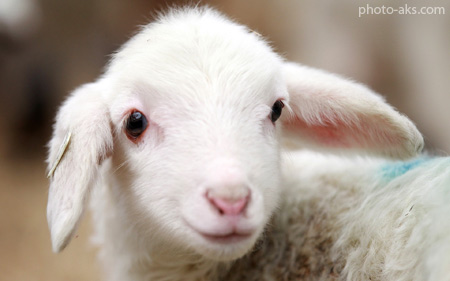بره سفید و بامزه pets animal lamb