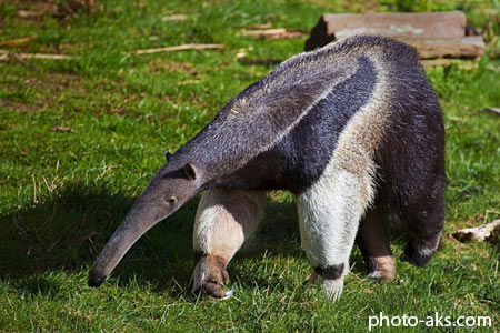 مورچه خوار anteater