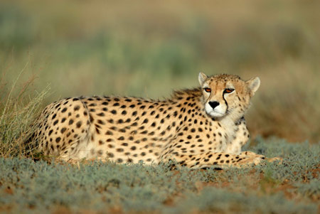 عکس جدید یوزپلنگ ایرانی asiatic cheetah