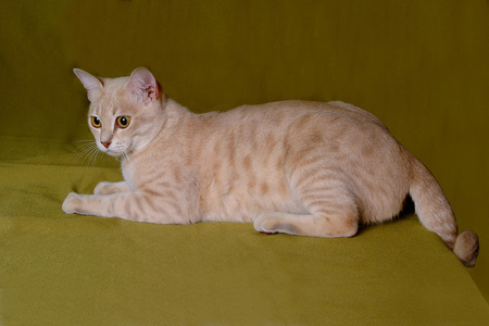 عکس گربه استرالیایی australian cat