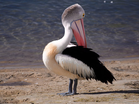 پرنده پلیکان استرالیایی australian pelican bird