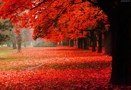 منظره بسیار زیبا از درختان پاییزی beautiful autumn desktop 2016