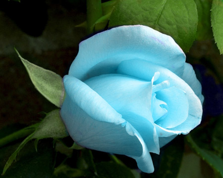 عکس گل رز آبی روشن beautiful blue roses