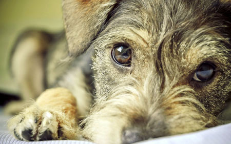 عکس نگاه سگ بامزه beautiful dog eyes