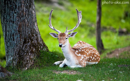 عکس گوزن ماده در طبیعت deer in nature