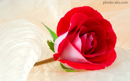 عکس شاخه گل رز سرخ beautiful red roses