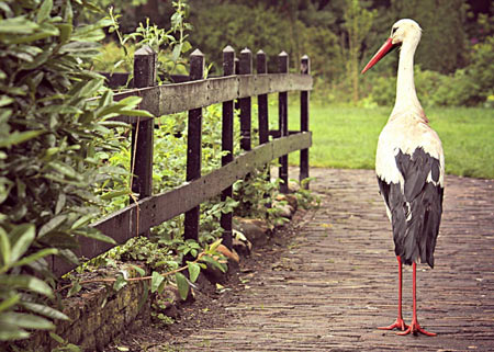 عکس راه رفتن لک لک bird stork fence