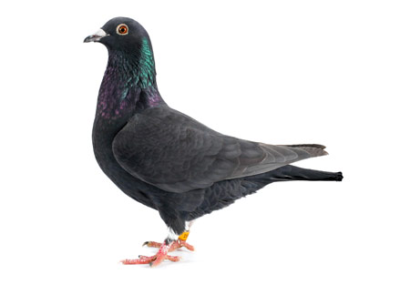 عکس کبوتر سیاه خانگی black homing pigeon